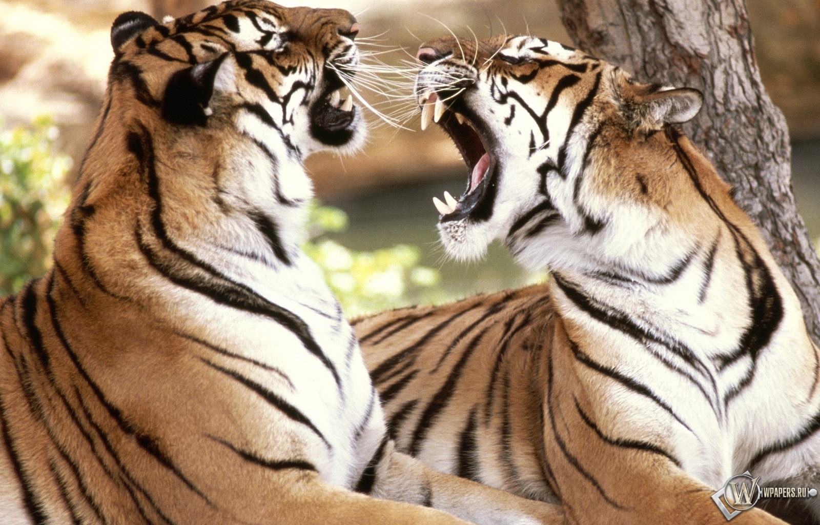 Два тигра спорят 1600x1024