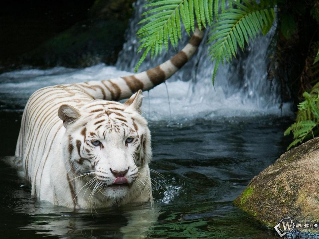 Красивый белый тигр в воде 1024x768