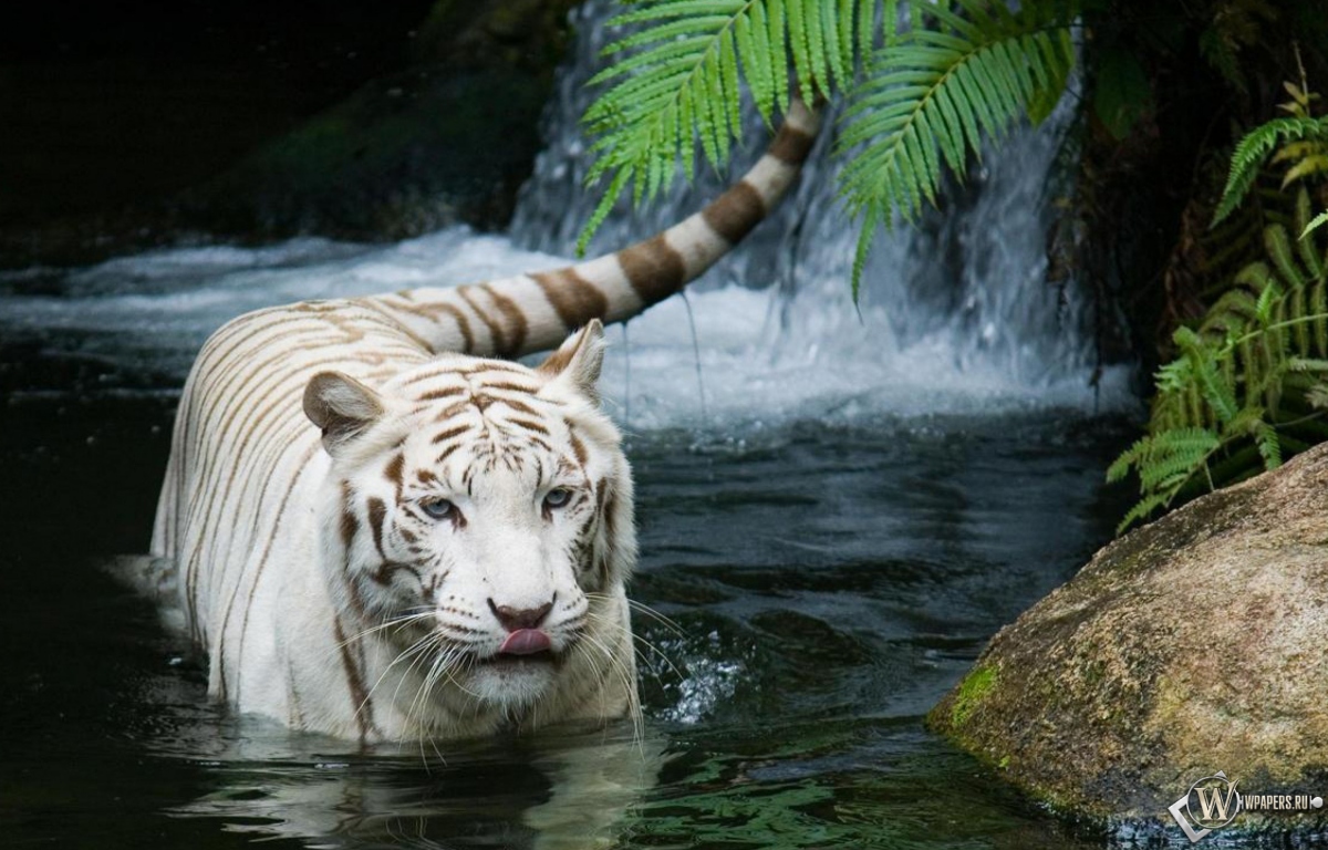 Красивый белый тигр в воде 1200x768