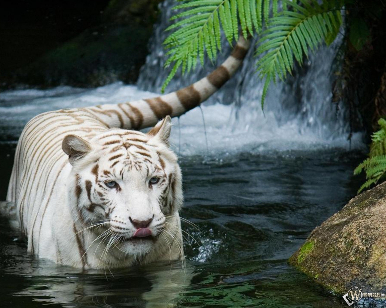 Красивый белый тигр в воде 1280x1024