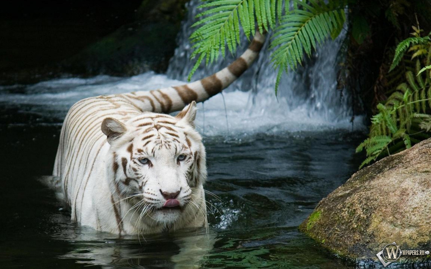 Красивый белый тигр в воде 1440x900