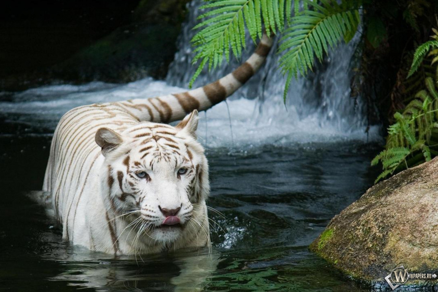 Красивый белый тигр в воде 1500x1000