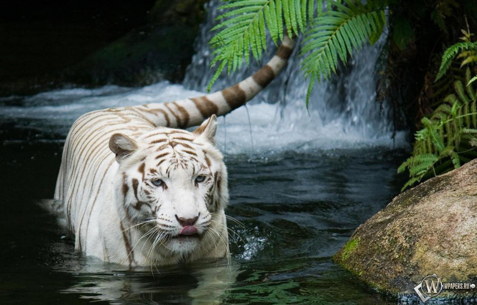 Красивый белый тигр в воде 1600x1024