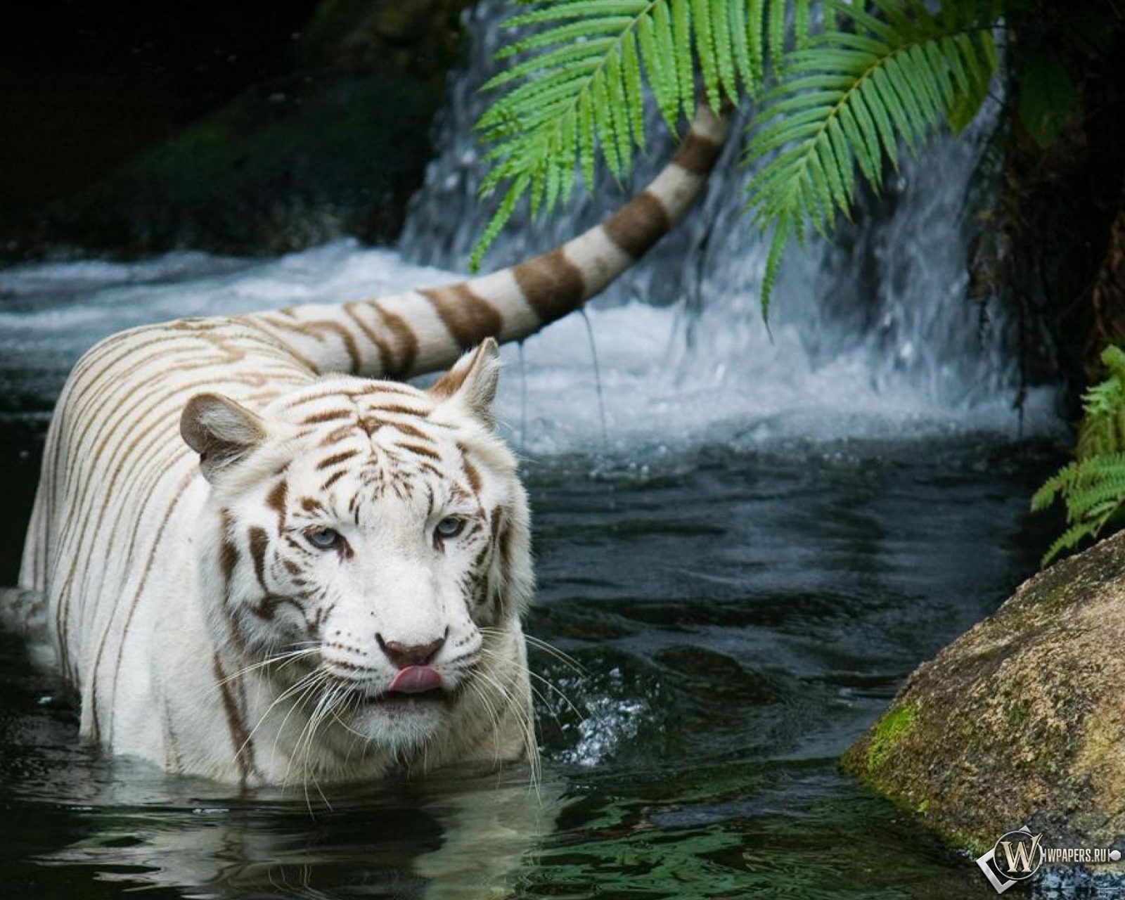 Красивый белый тигр в воде 1600x1280