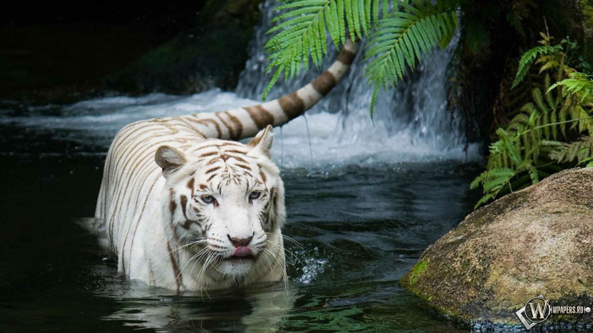 Красивый белый тигр в воде 1920x1080