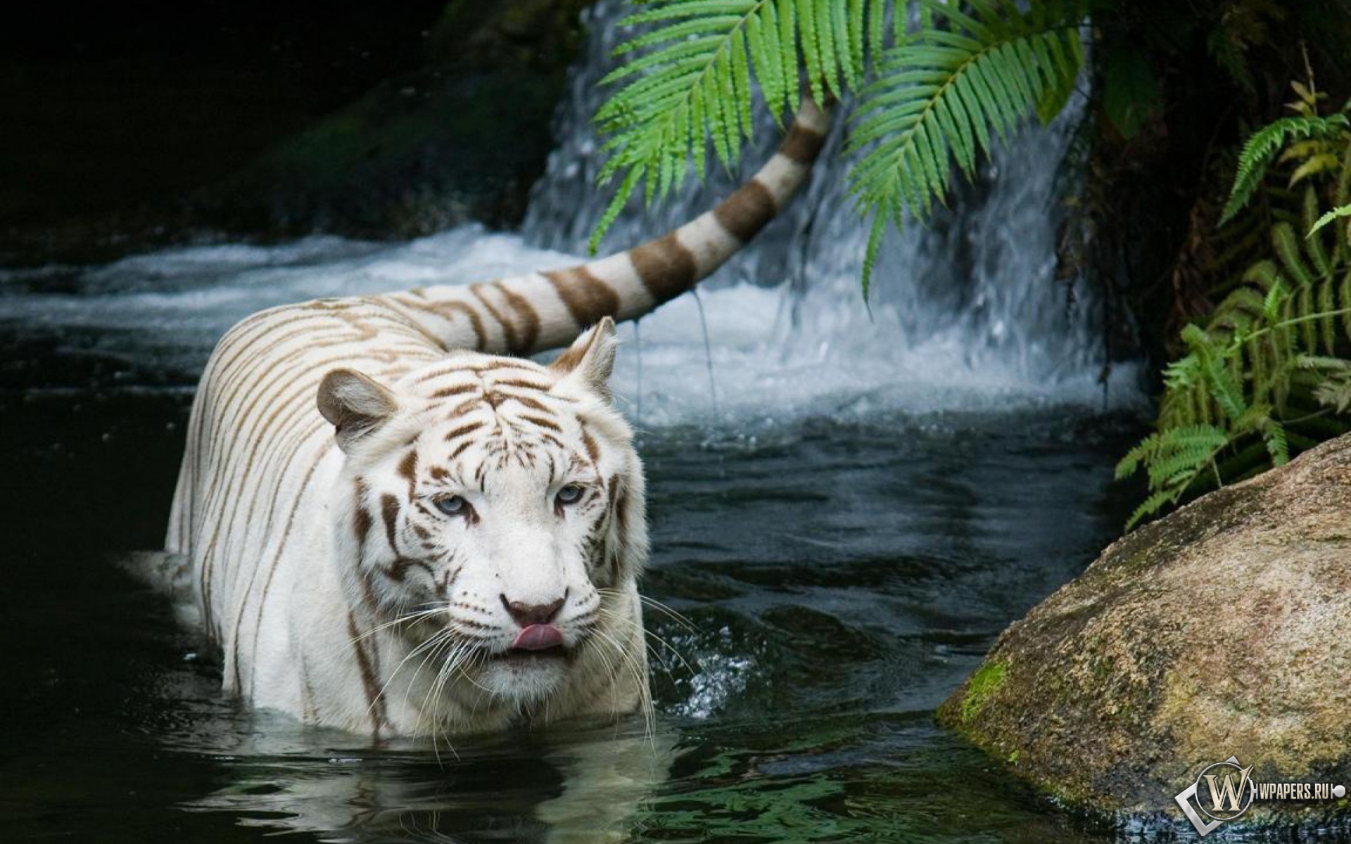 Красивый белый тигр в воде 1920x1200