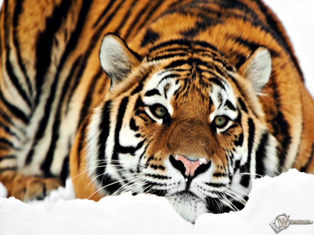 Тигр на снегу 1024x768
