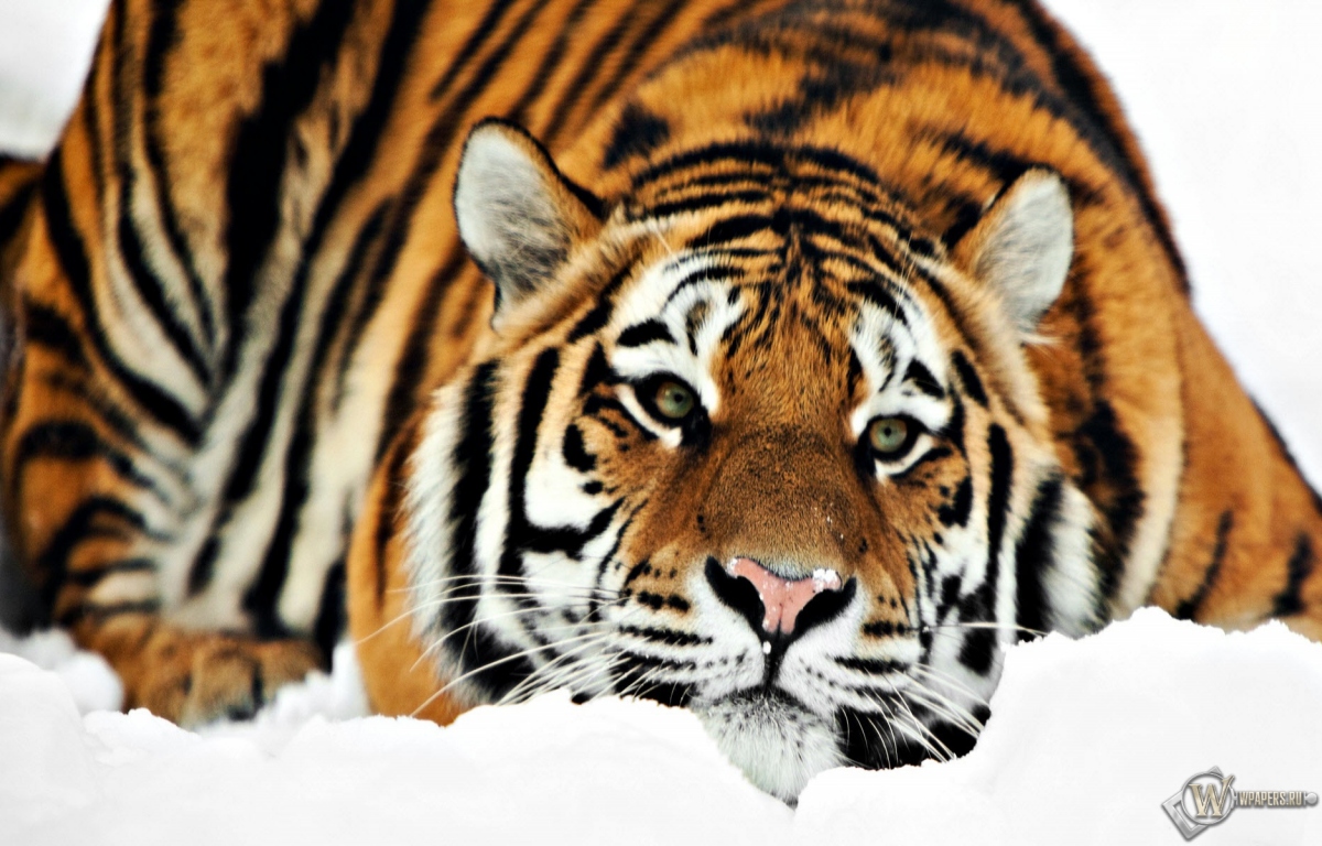 Тигр на снегу 1200x768