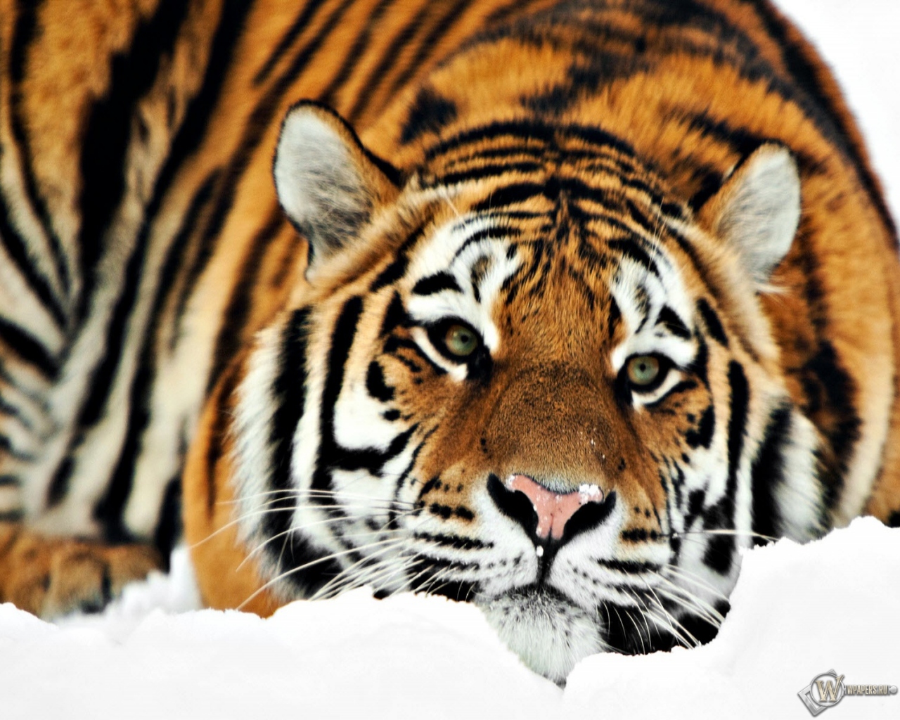 Тигр на снегу 1280x1024
