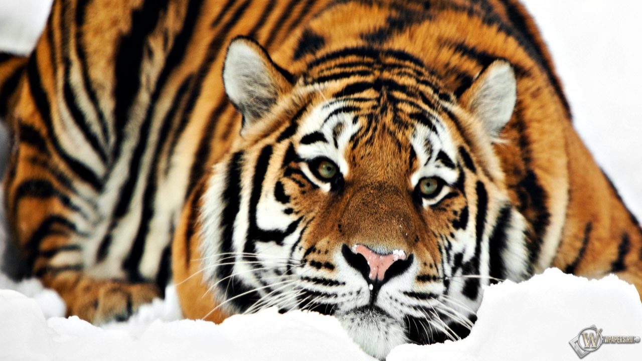 Тигр на снегу 1280x720