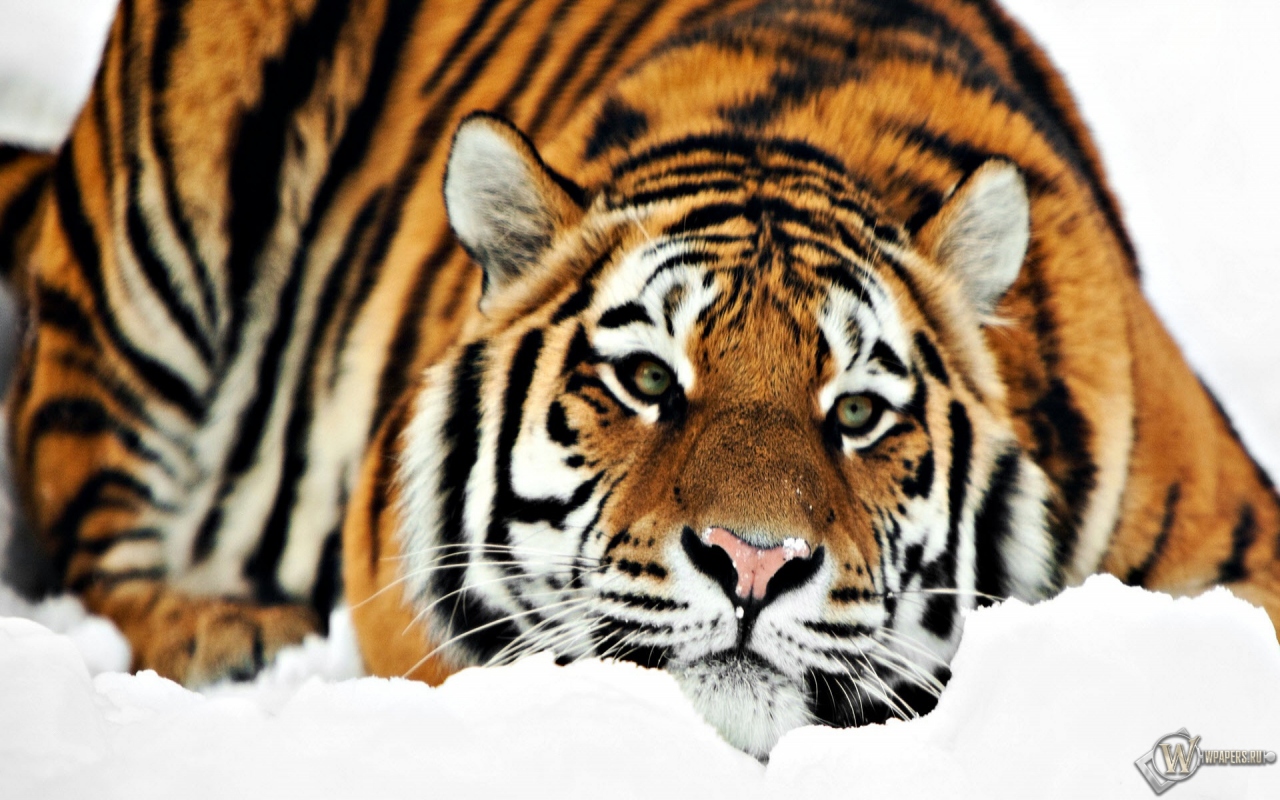 Тигр на снегу 1280x800