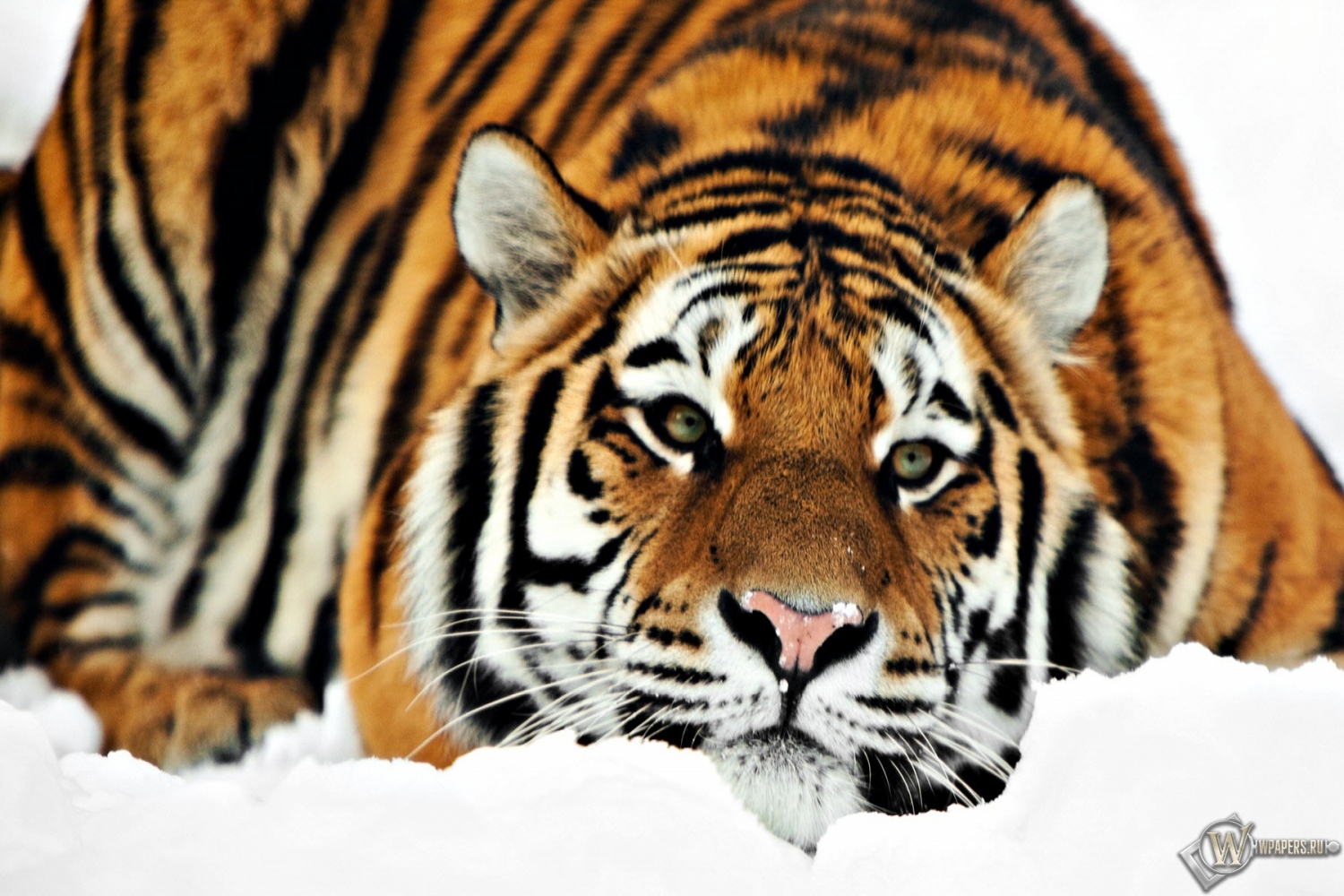 Тигр на снегу 1500x1000