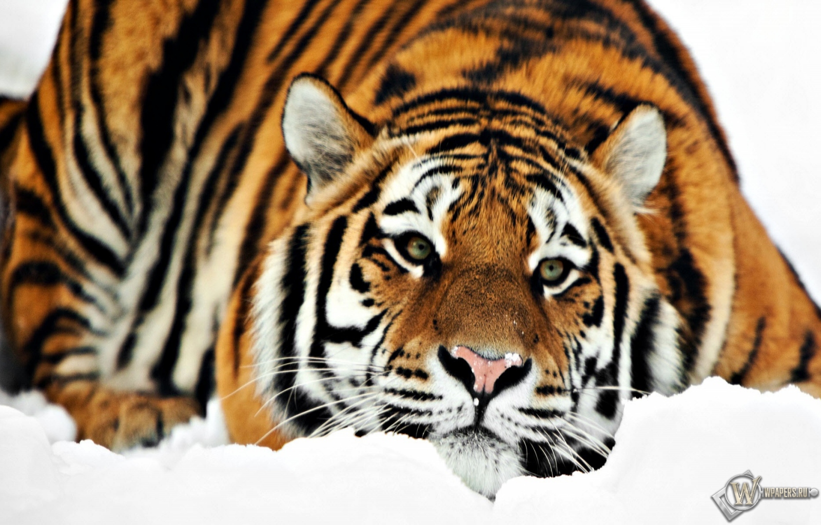 Тигр на снегу 1600x1024