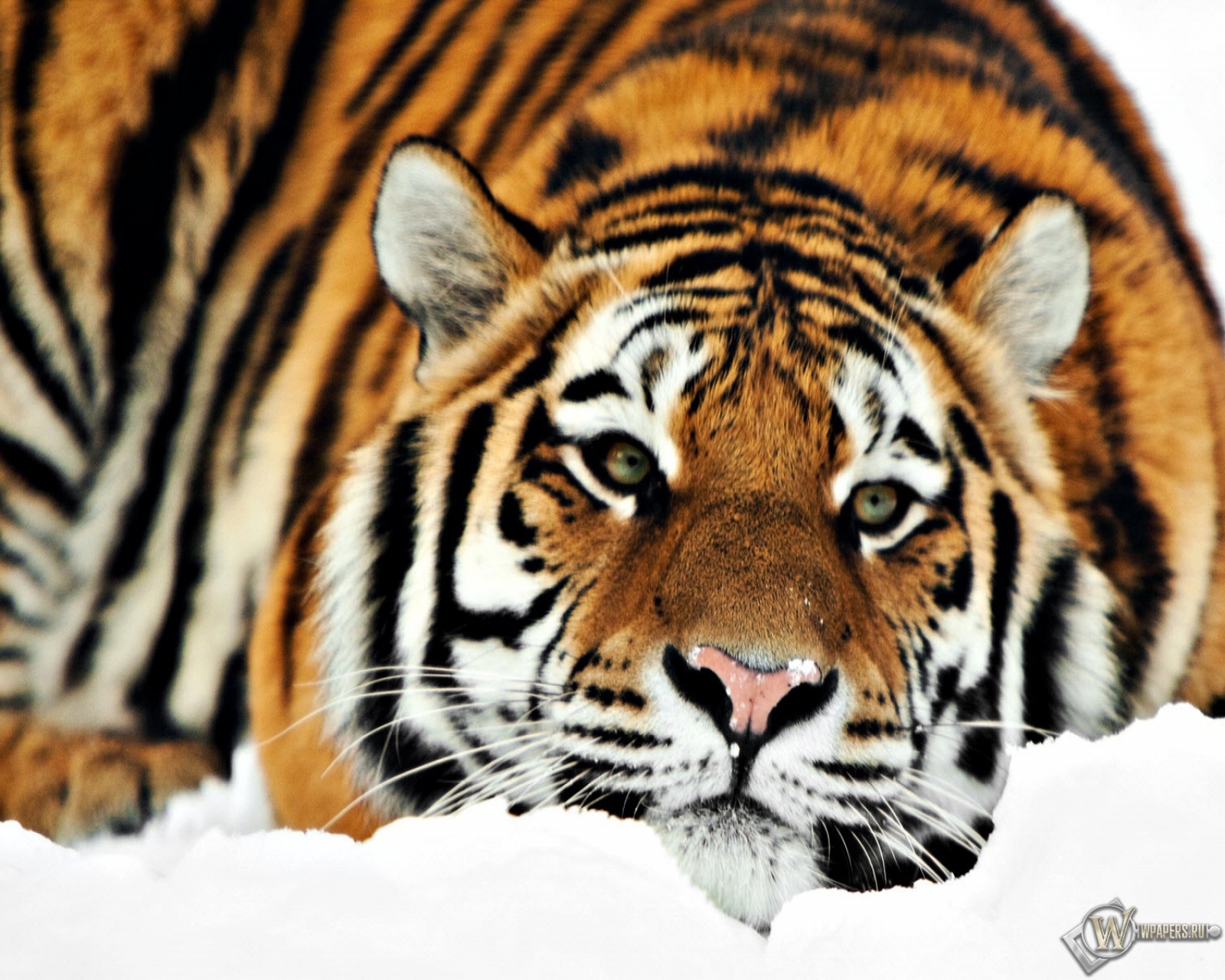 Тигр на снегу 1600x1280