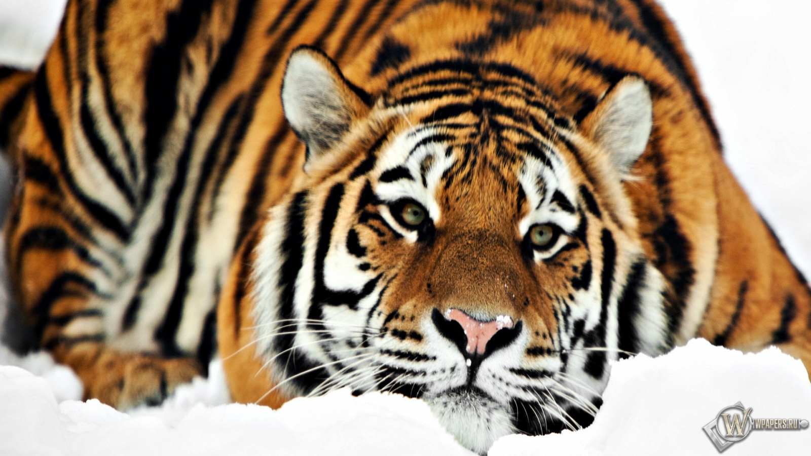 Тигр на снегу 1600x900
