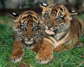 Обои Два тигренка: Котята, Малыши, Тигрята, Тигры