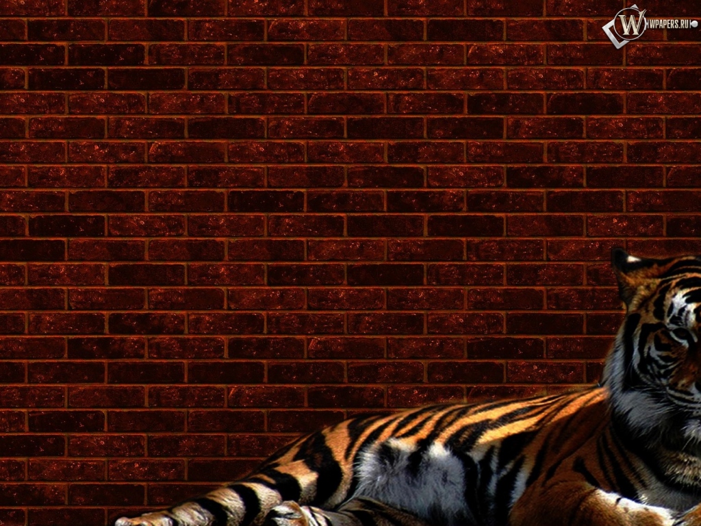 Тигр у стены 1024x768