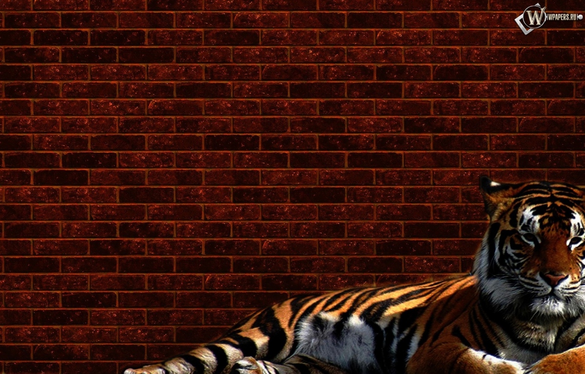 Тигр у стены 1200x768