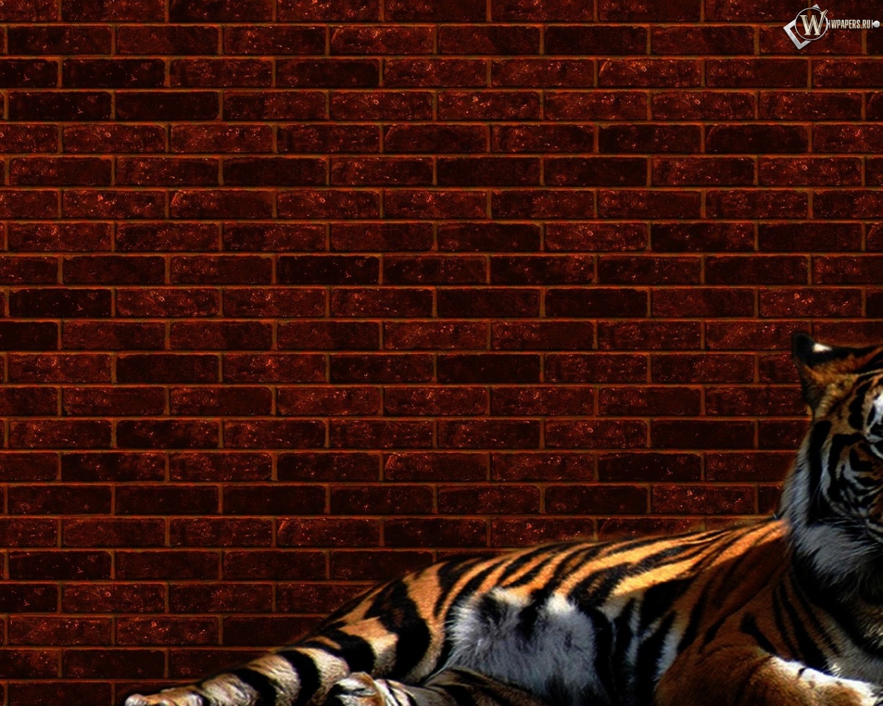 Тигр у стены 1280x1024
