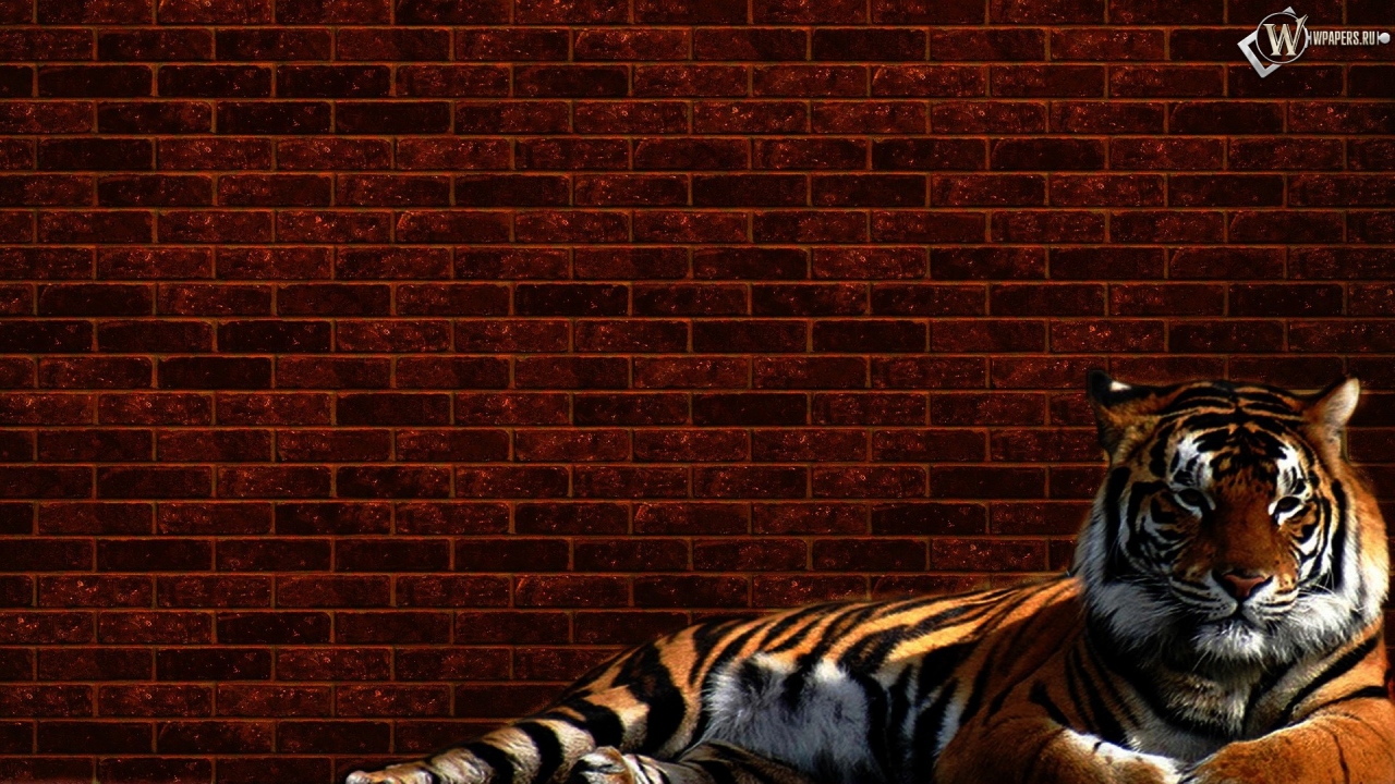 Тигр у стены 1280x720