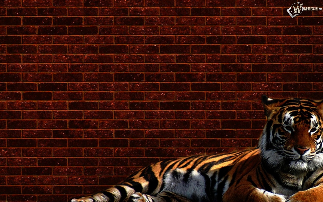 Тигр у стены 1280x800