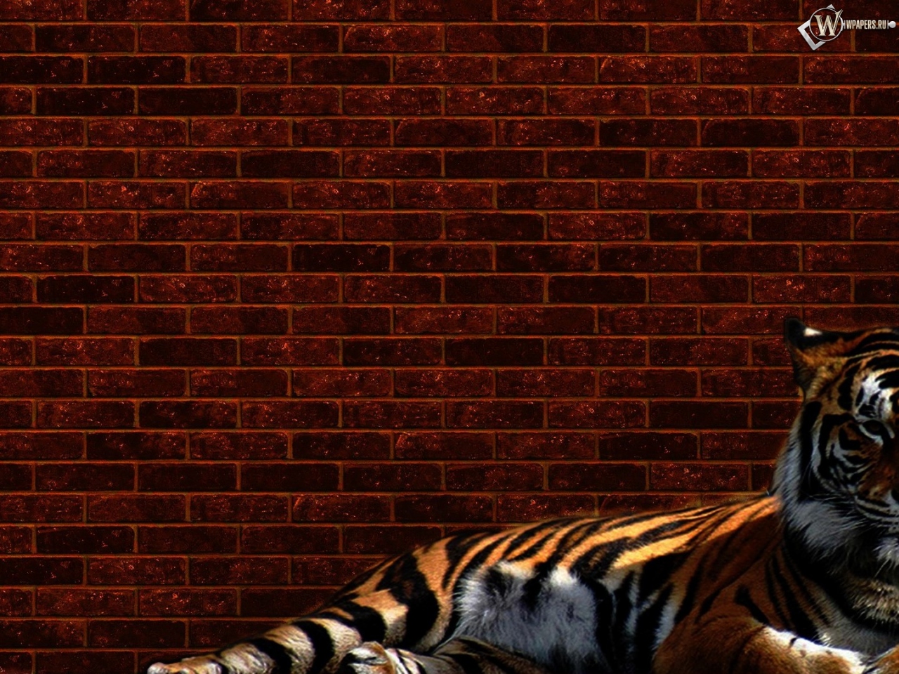 Тигр у стены 1280x960