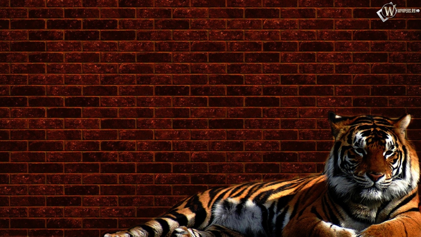Тигр у стены 1366x768