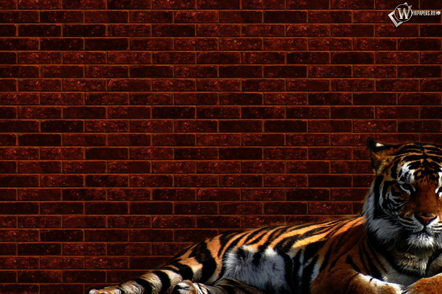 Тигр у стены 1500x1000