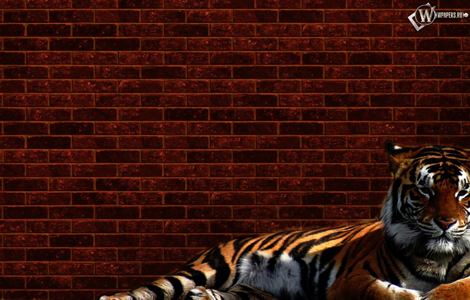 Тигр у стены 1600x1024