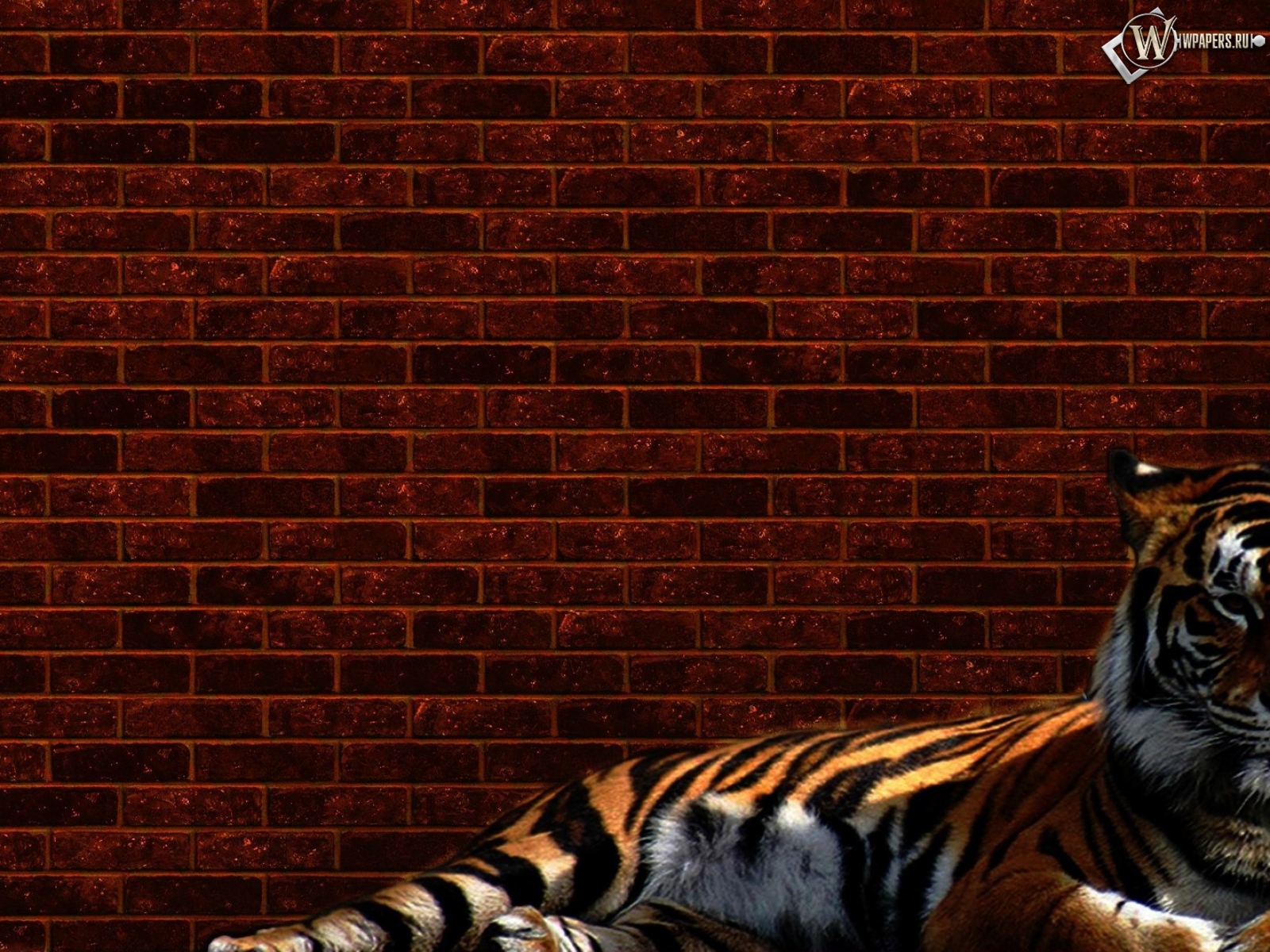 Тигр у стены 1600x1200