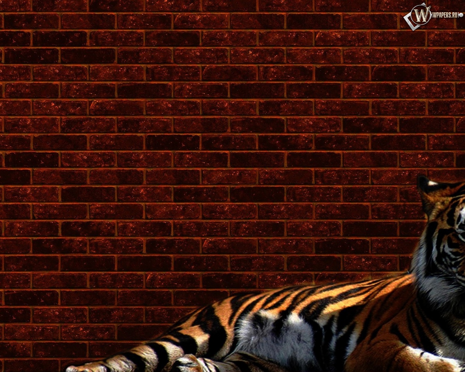 Тигр у стены 1600x1280