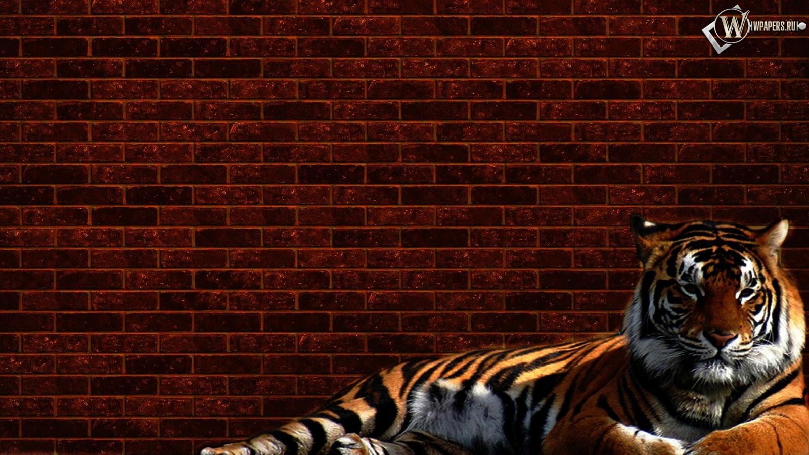 Тигр у стены 1600x900