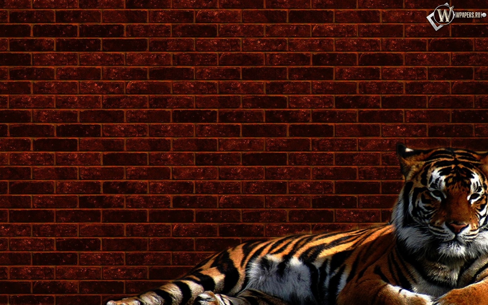 Тигр у стены 1680x1050