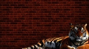 Обои Тигр у стены: Стена, Тигр, Кирпич, Тигры