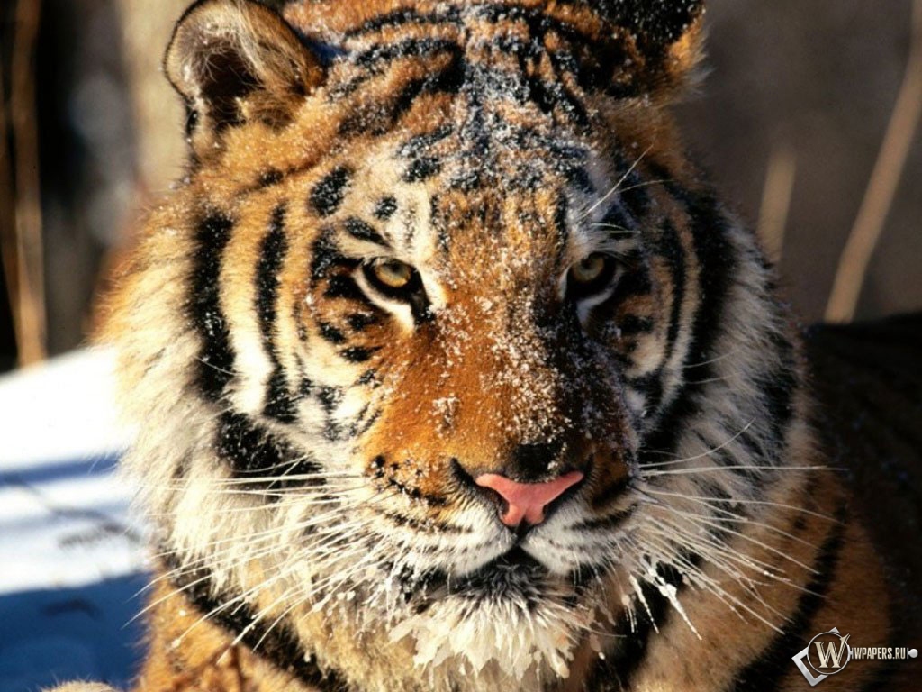 Морда тигра в снегу 1024x768