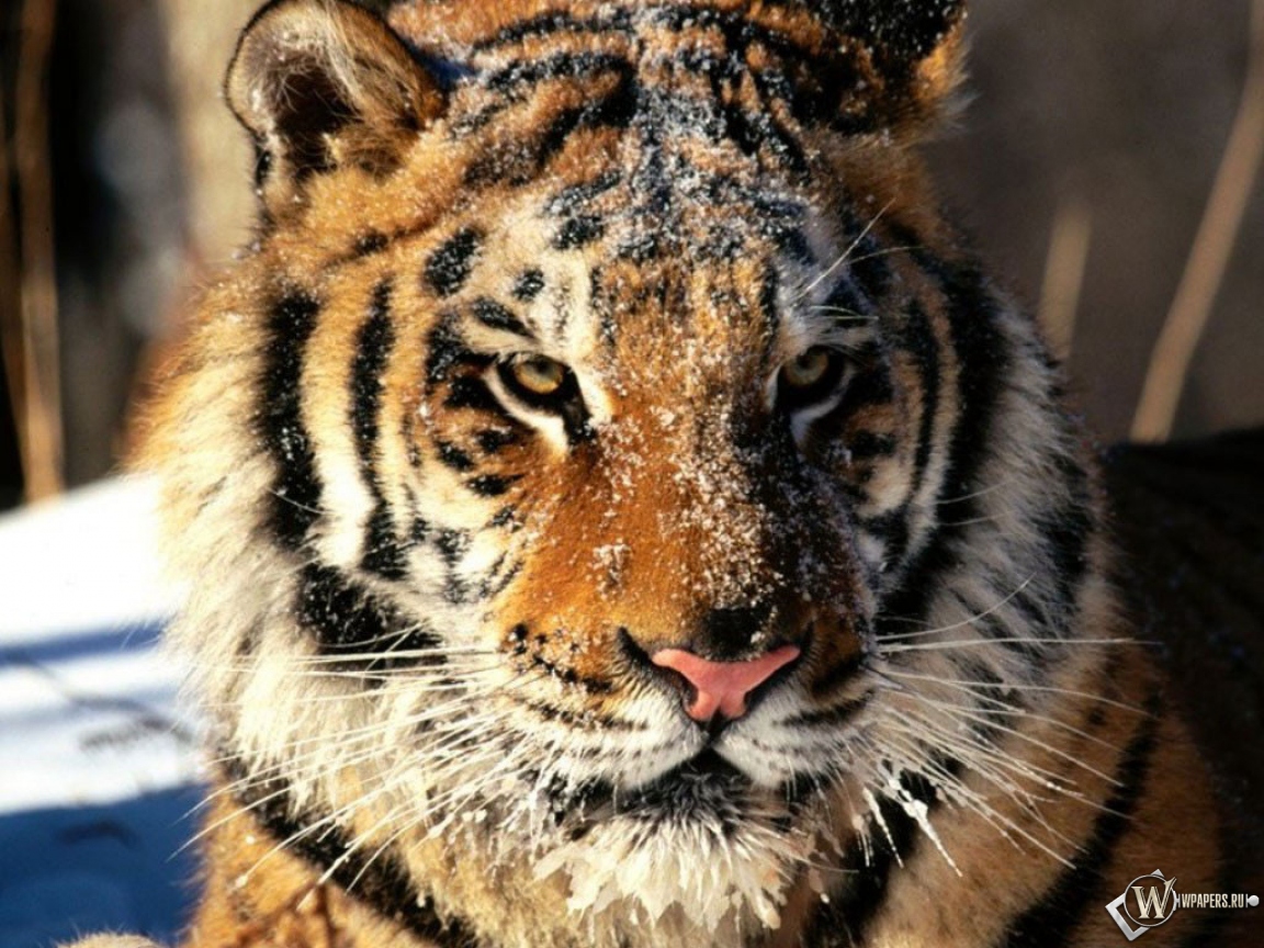 Морда тигра в снегу 1152x864