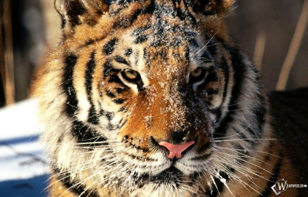 Морда тигра в снегу 1200x768