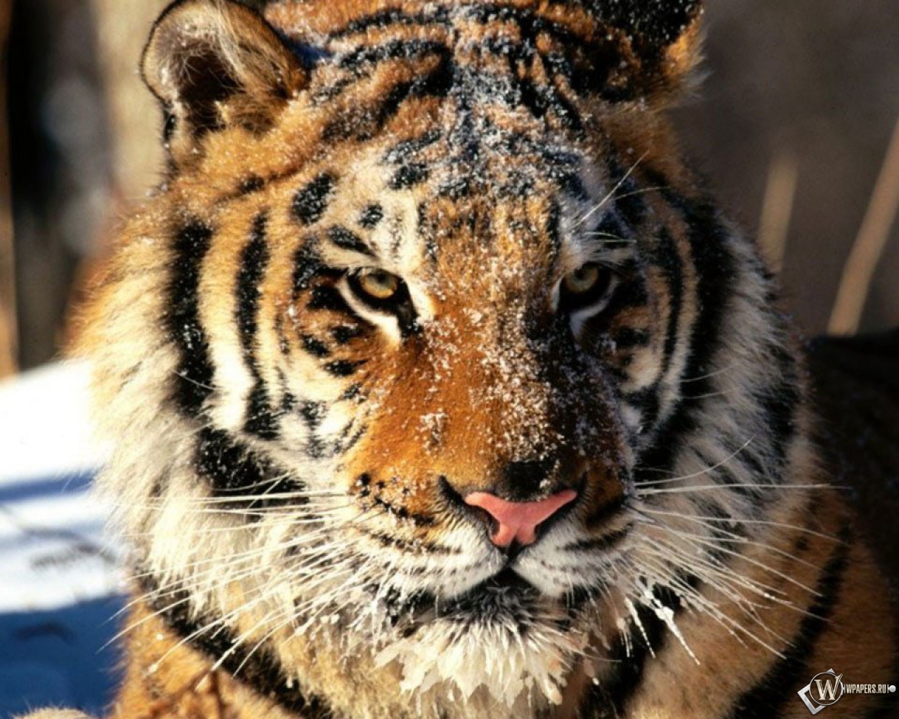Морда тигра в снегу 1280x1024