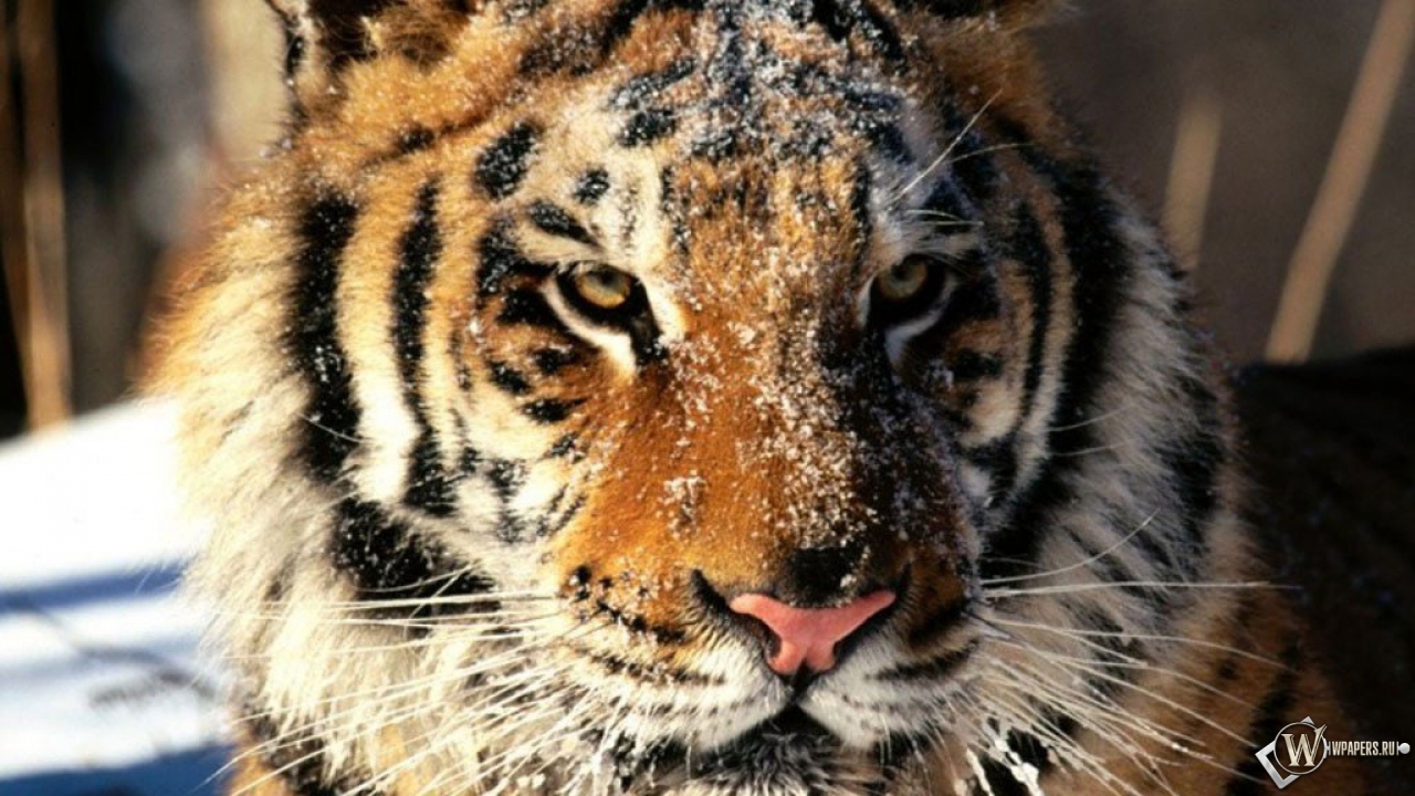 Морда тигра в снегу 1280x720