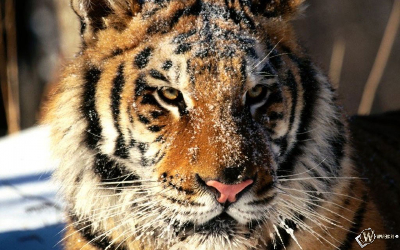 Морда тигра в снегу 1280x800