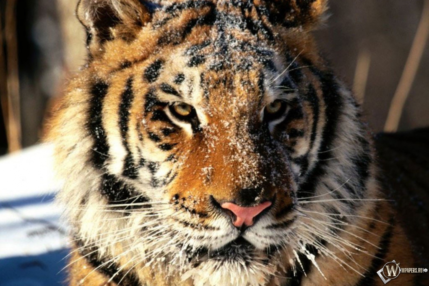 Морда тигра в снегу 1500x1000