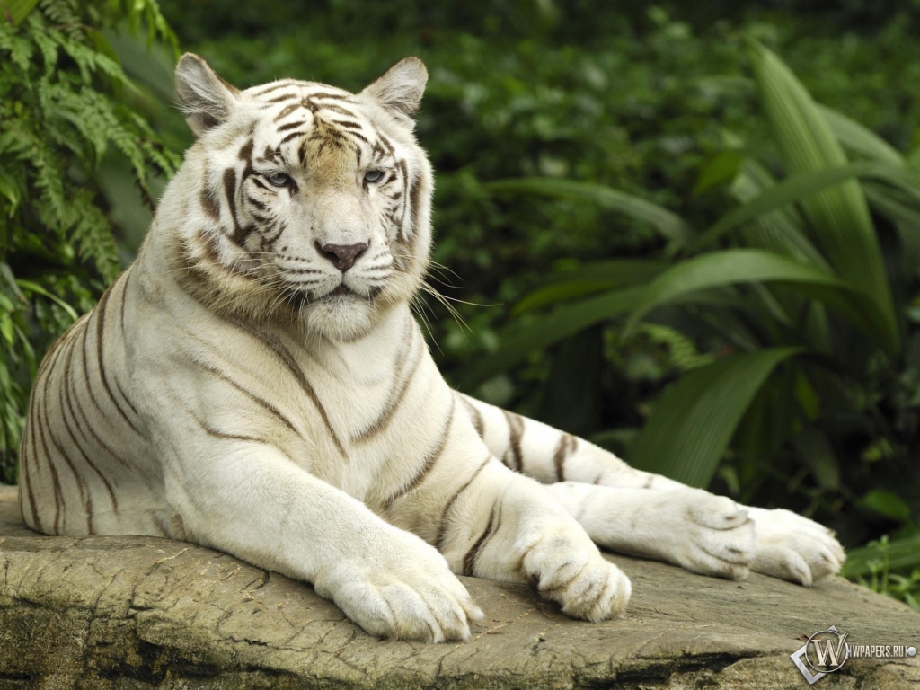 Белый тигр отдыхает 1024x768
