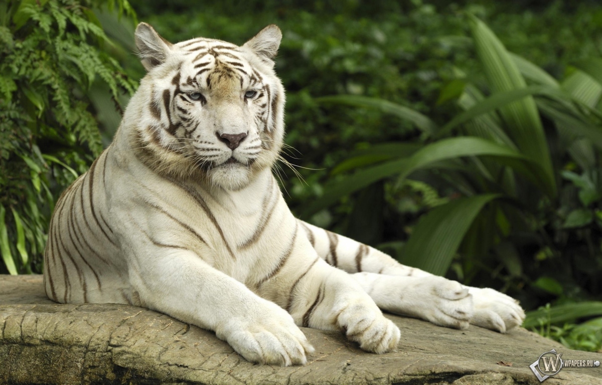 Белый тигр отдыхает 1200x768