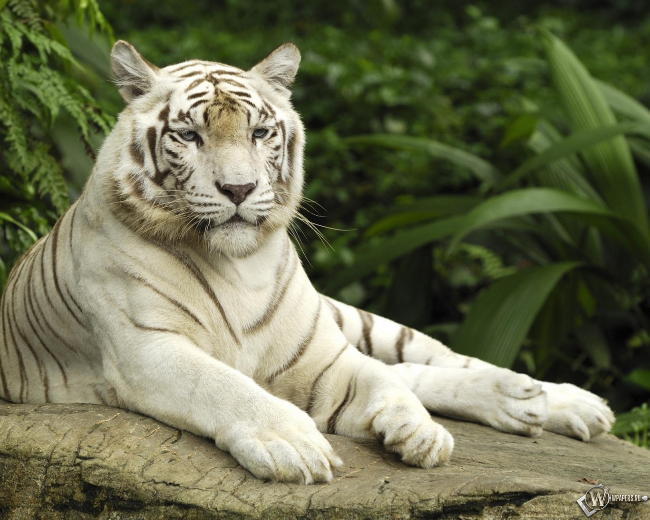 Белый тигр отдыхает 1280x1024