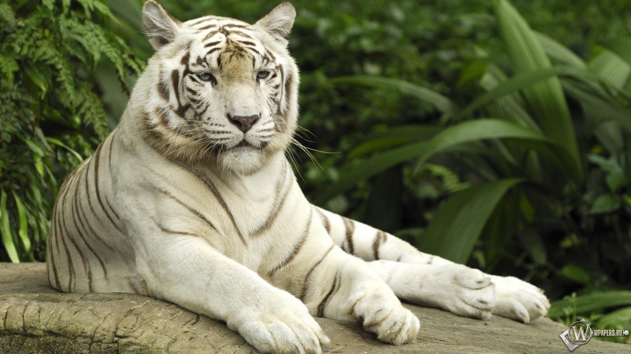Белый тигр отдыхает 1280x720