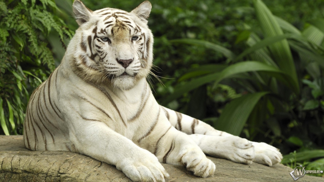 Белый тигр отдыхает 1366x768