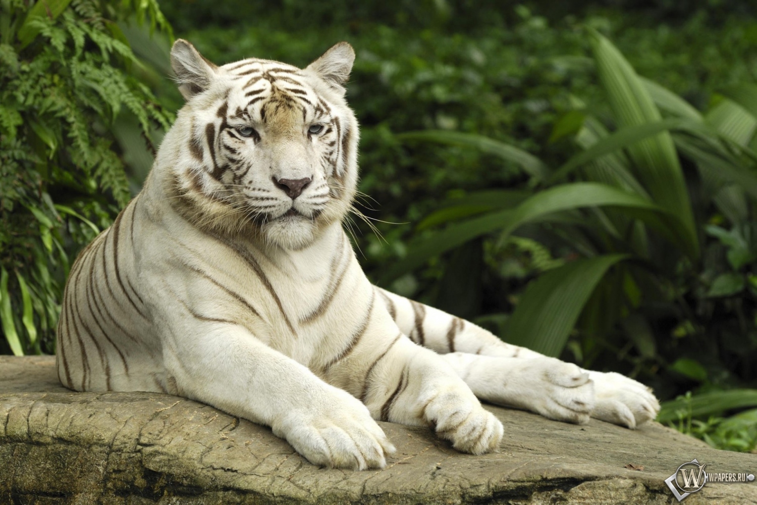 Белый тигр отдыхает 1500x1000