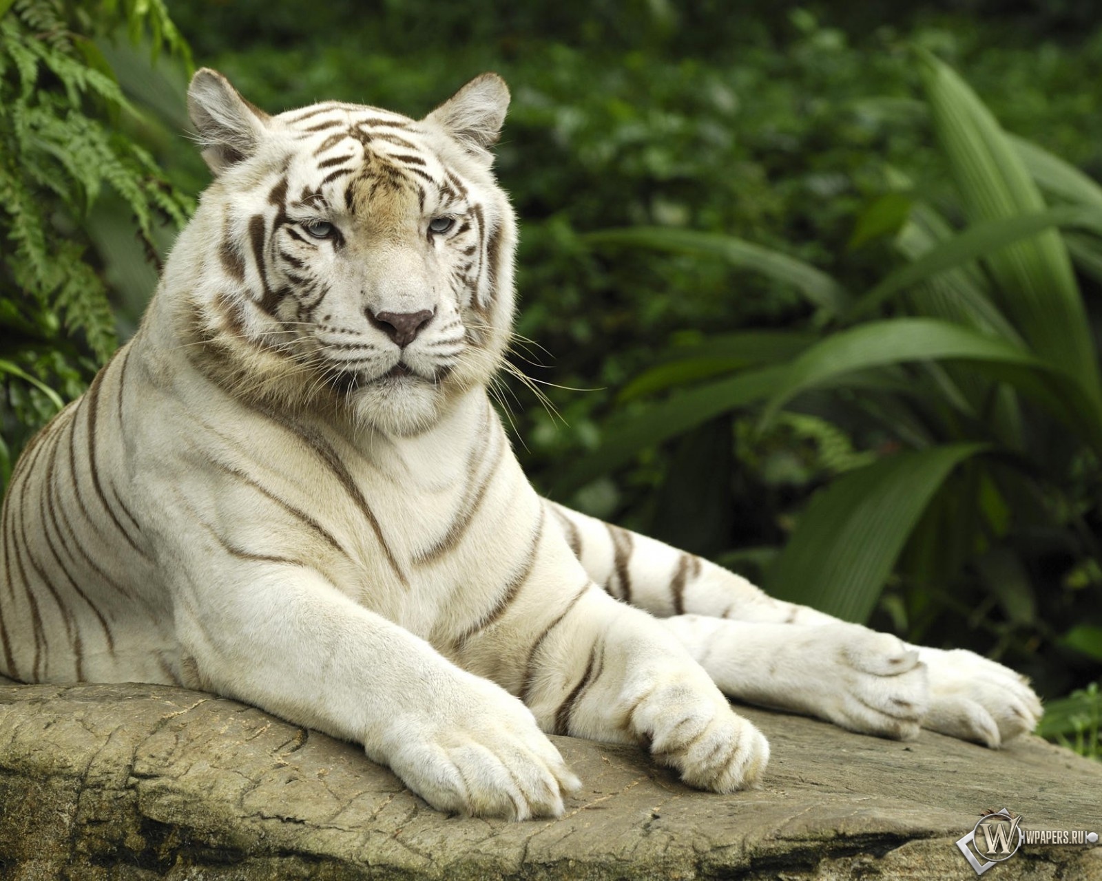 Белый тигр отдыхает 1600x1280