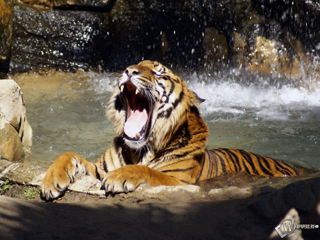 Тигр в реке рычит 1024x768