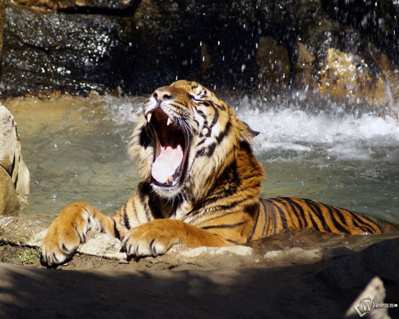 Тигр в реке рычит 1280x1024